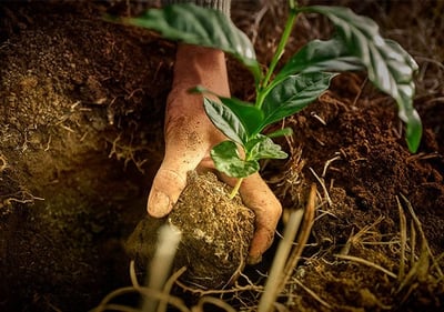 lor smallbanner rainforest alliance 2nd 640x450